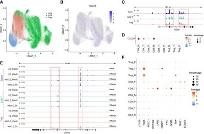 CD226 identifies functional CD8+T cells in the tumor microenvironment and predicts a better outcome for human gastric cancer